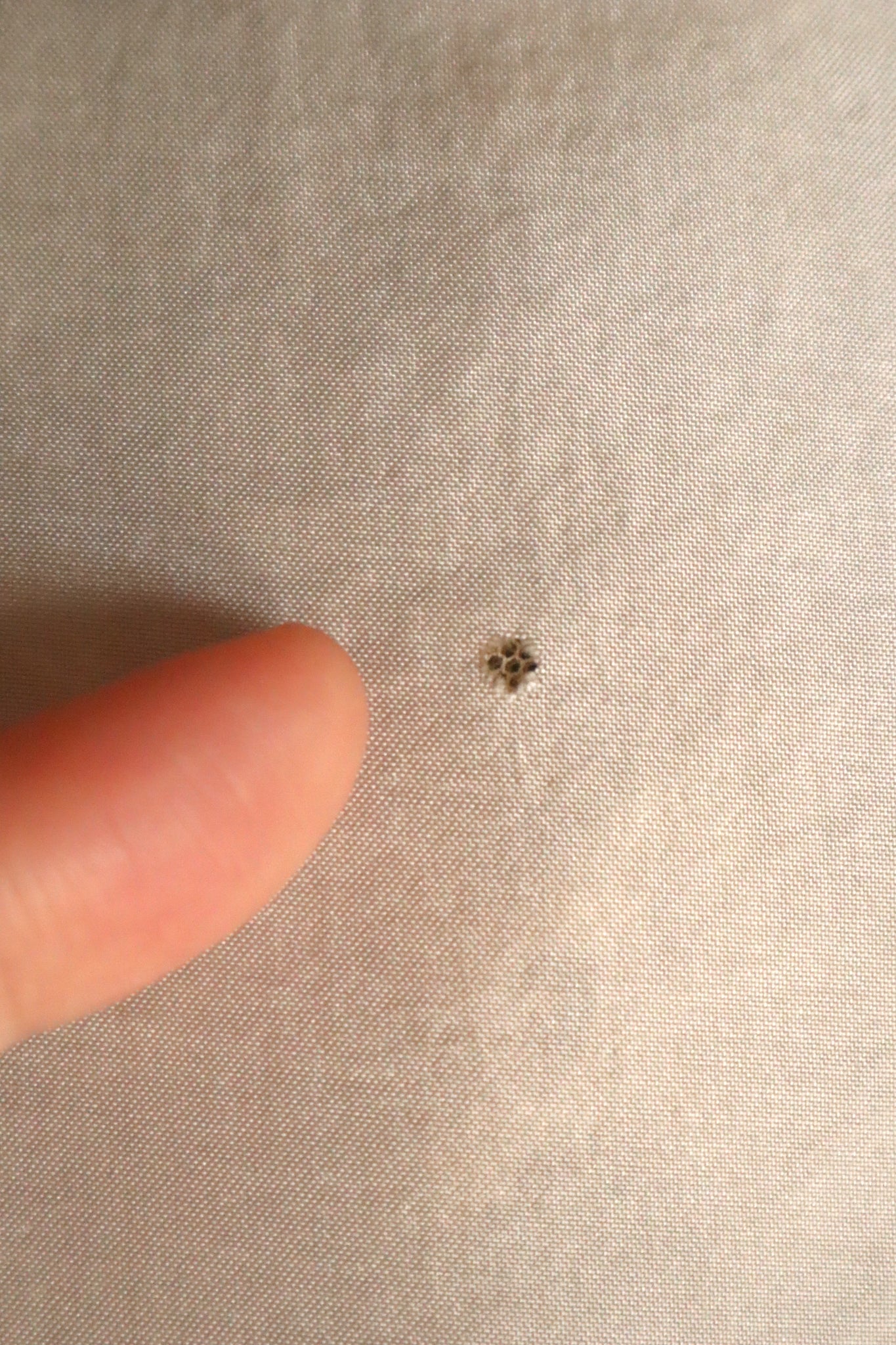 1920s Cotton Tulle Cape Collar with Hand Bobbin Lace Trim